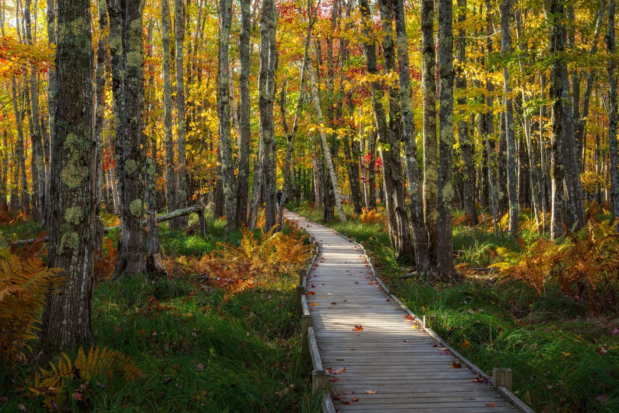 A Walk into Fall landscape photography print
