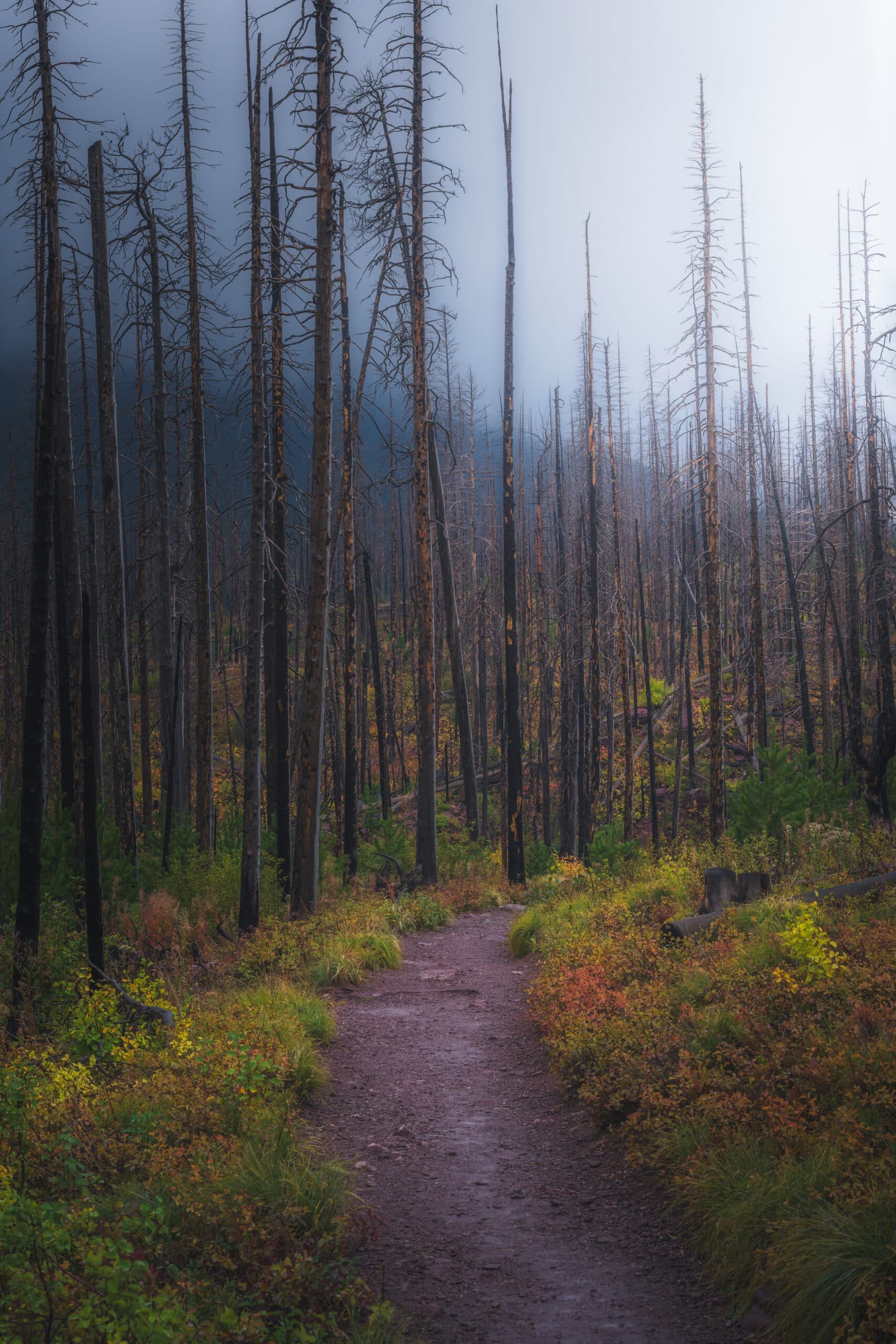 Black Stumps landscape photography print
