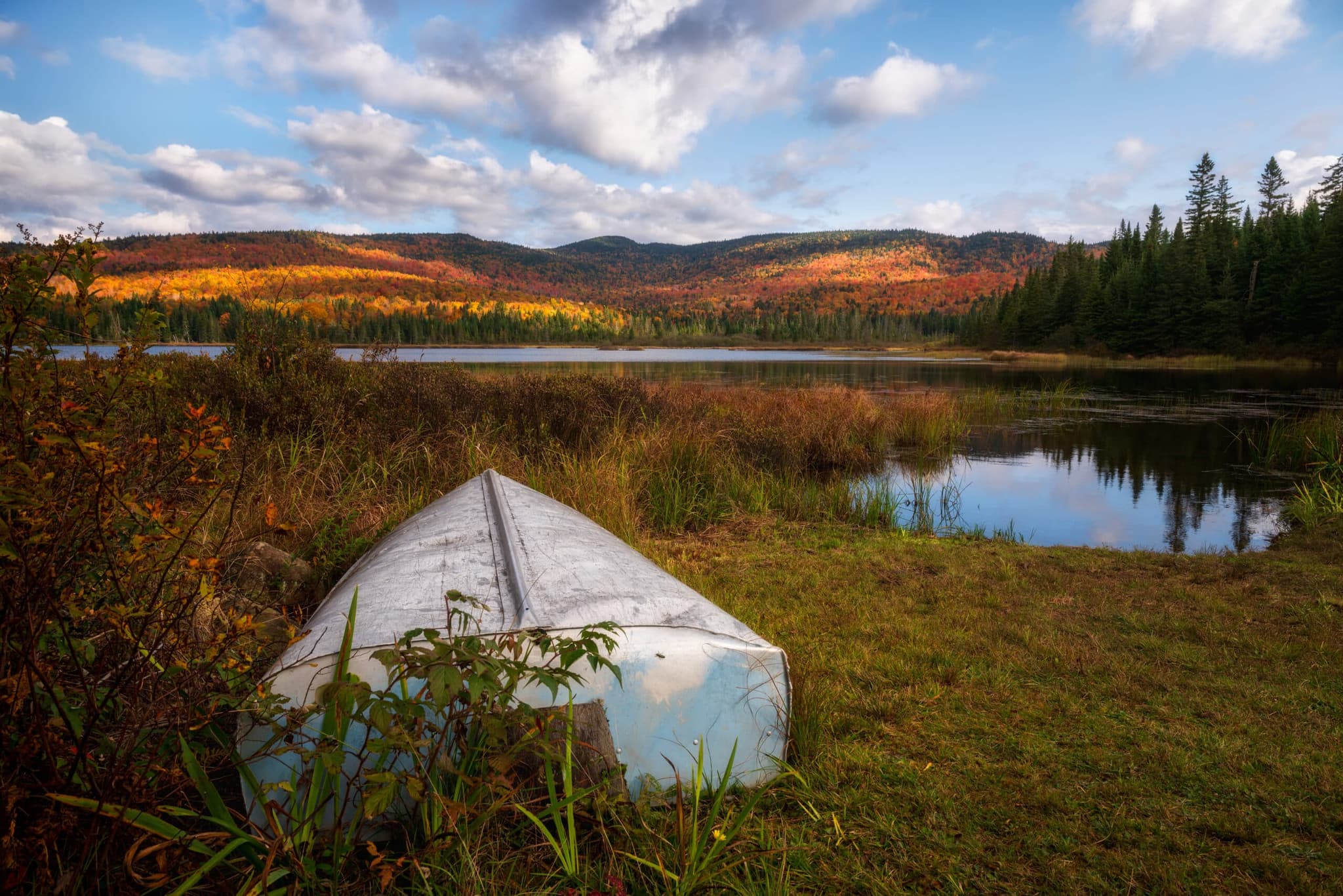 Bog Life landscape photography print