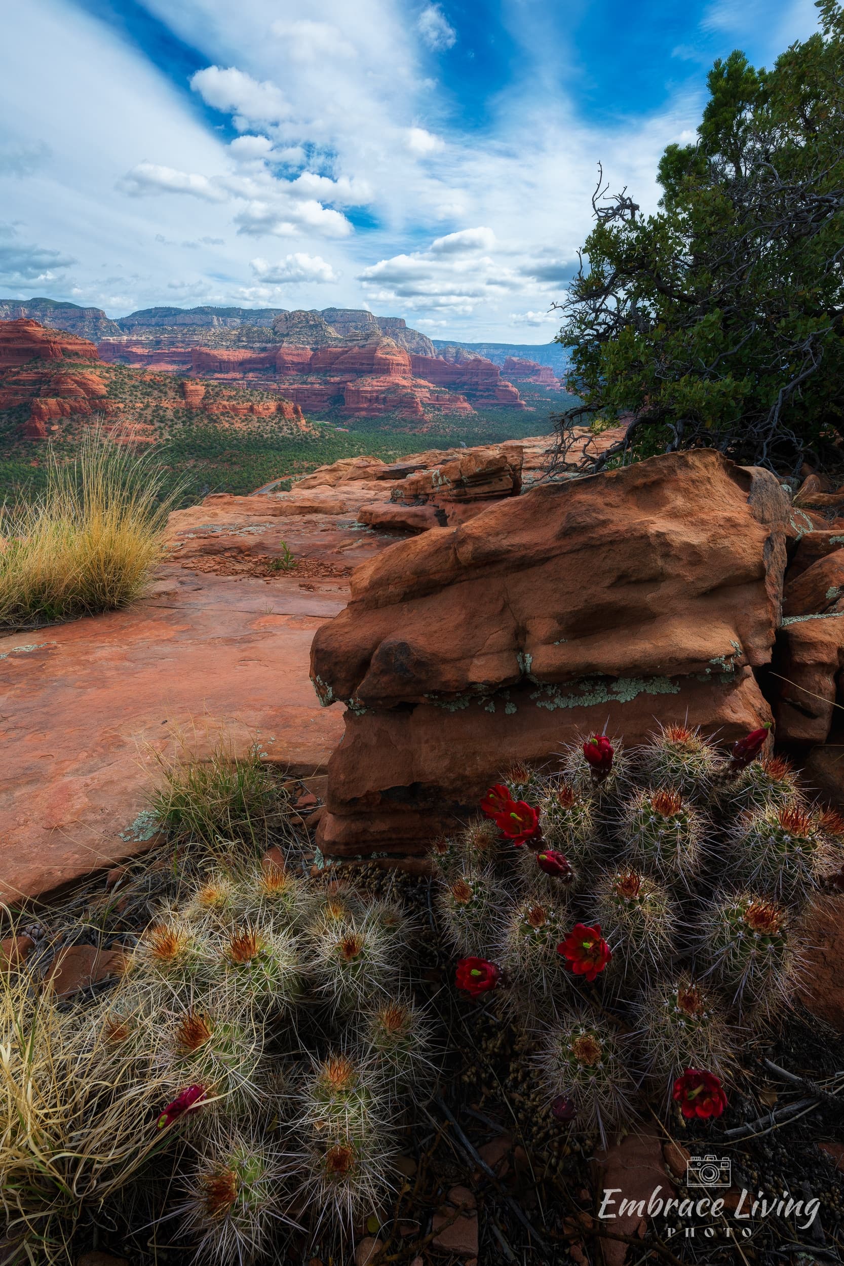 Doe Mountain Cacti landscape photography print