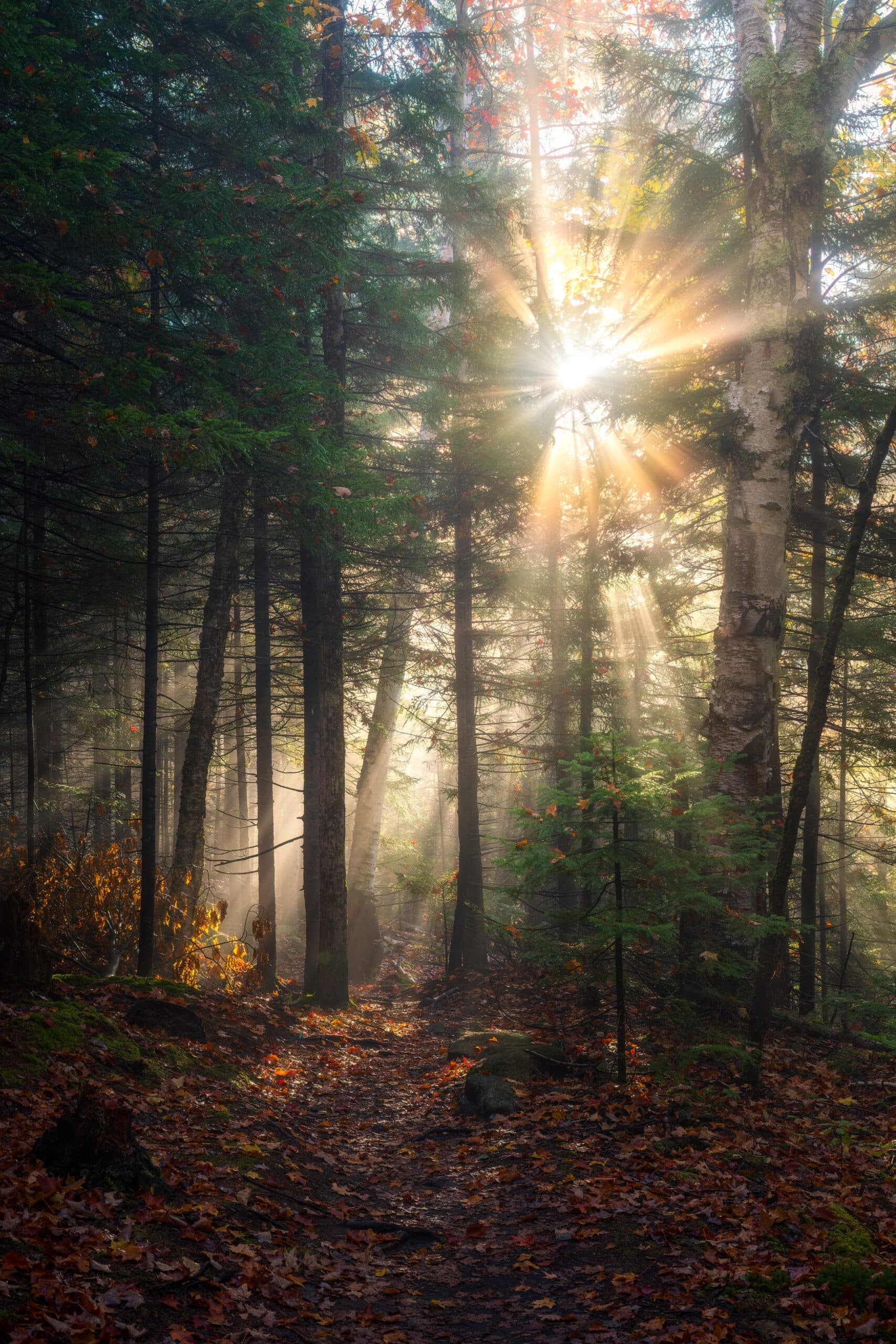 Komorebi landscape photography print