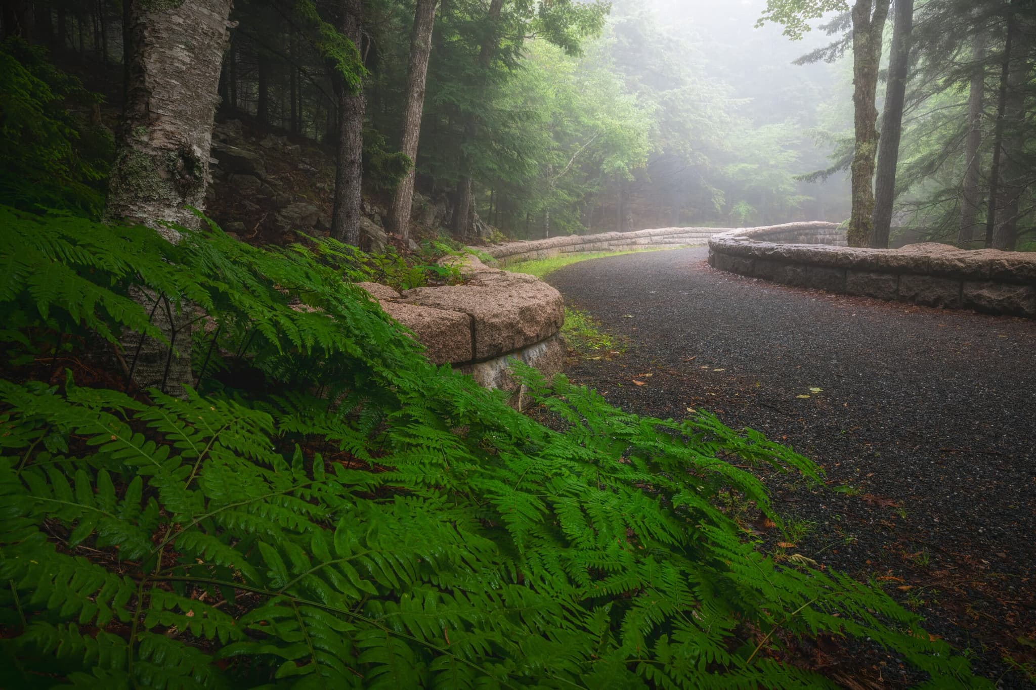 Petrichor landscape photography print