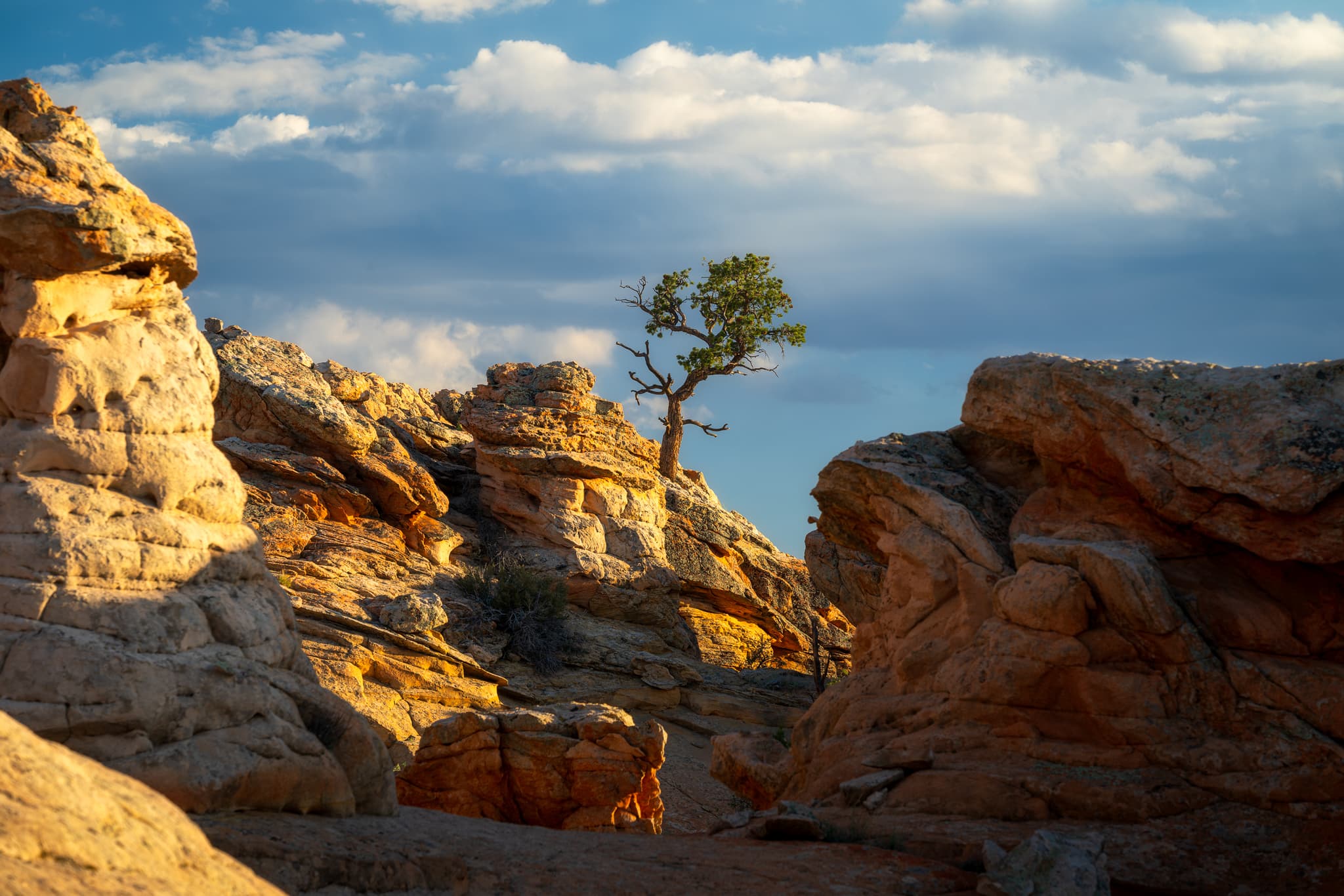 Rooted landscape photography print