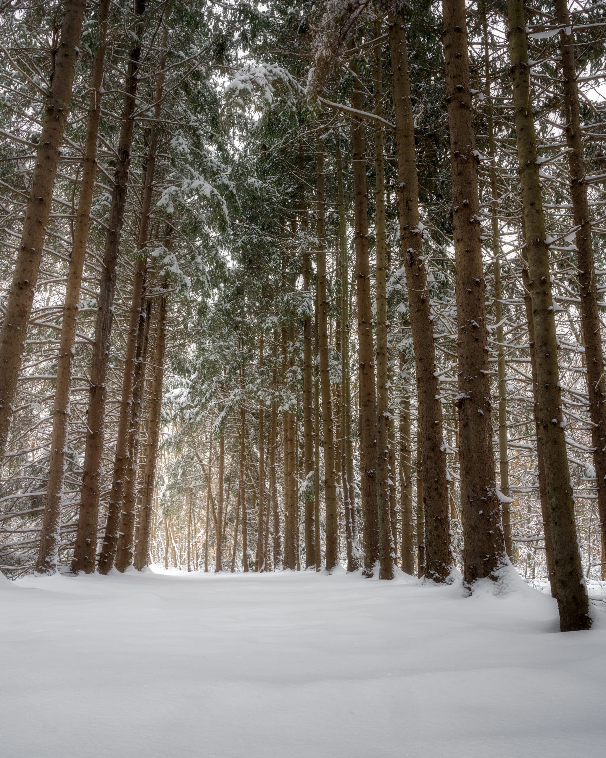 A row of snowy spruce trees