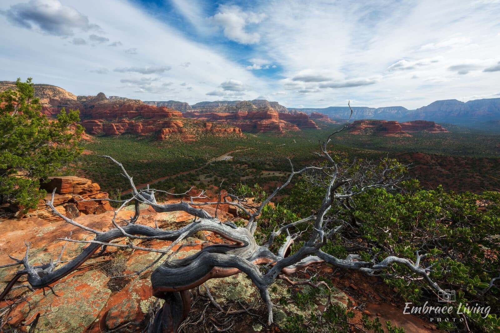 Tangled landscape photography print