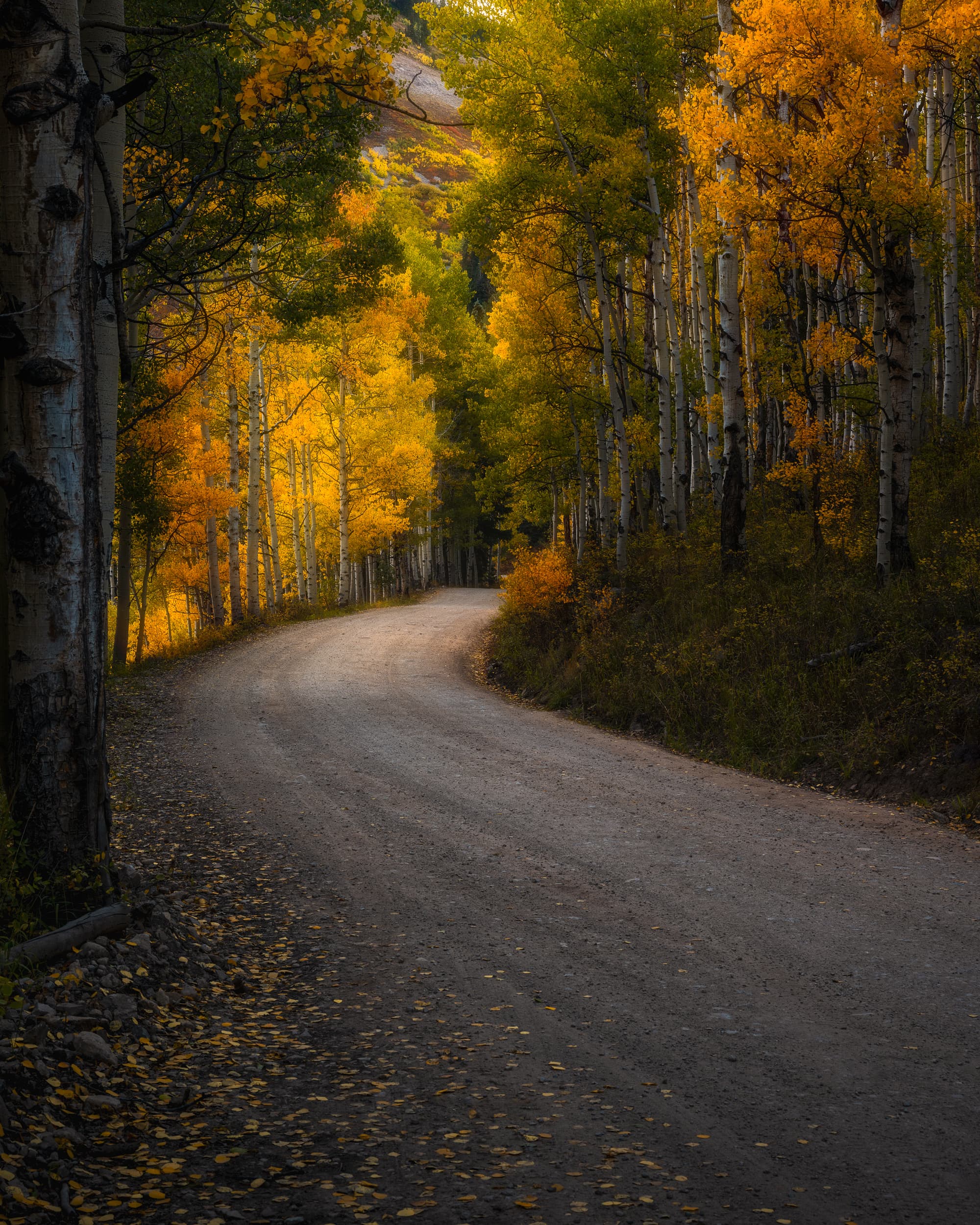 Autumn's Embrace landscape photography print