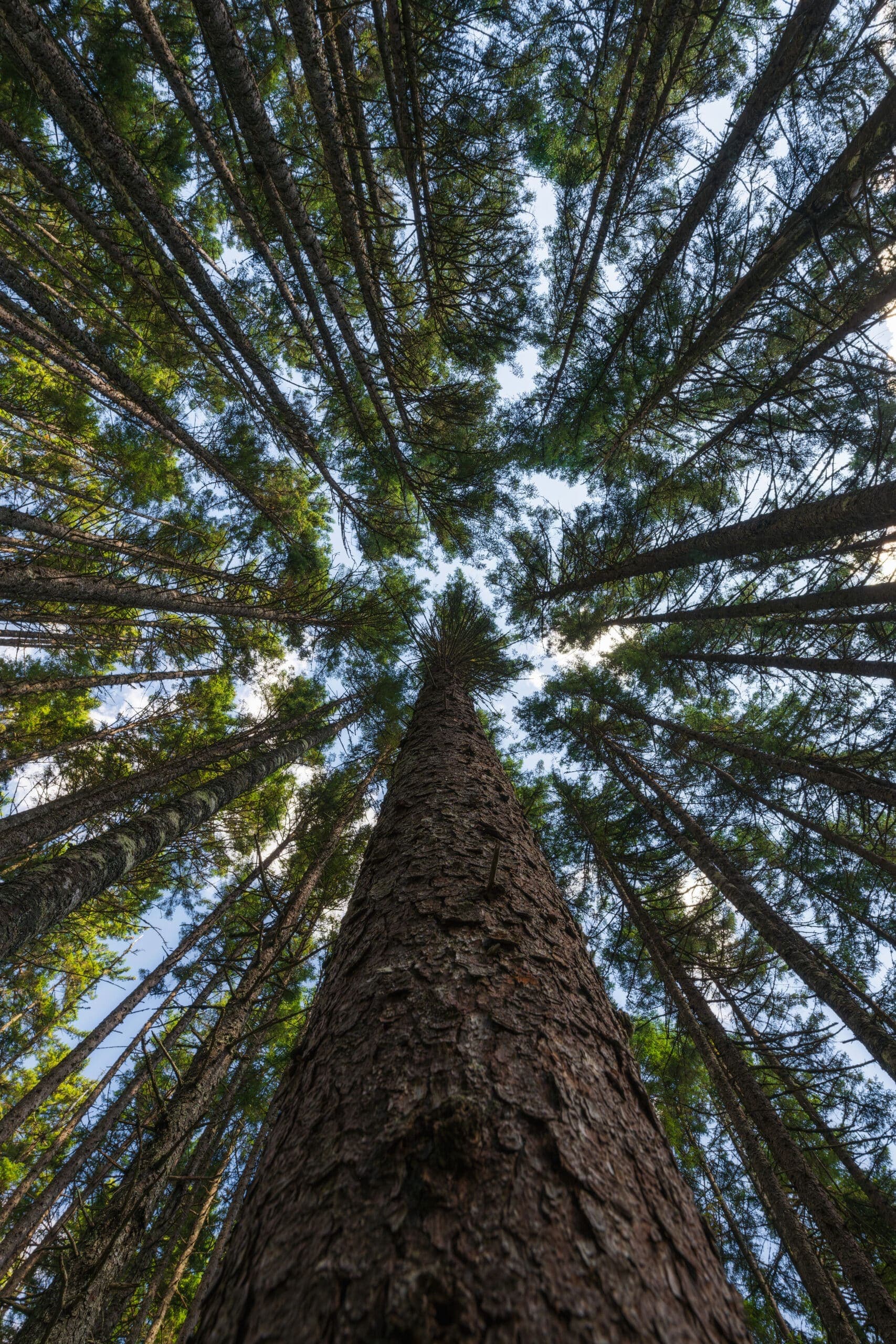 B.L.T. (Big Long Trees) landscape photography print