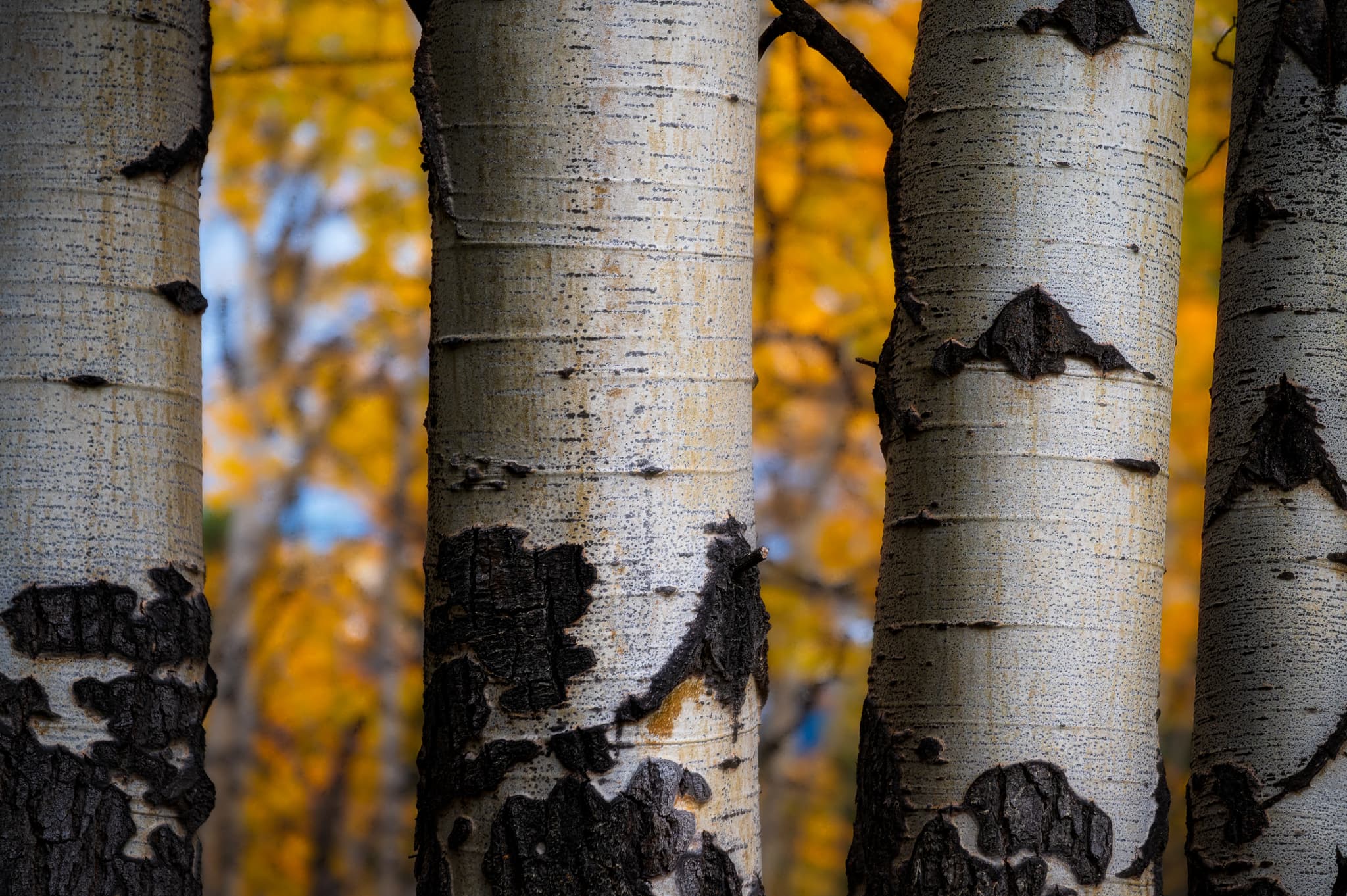 In the Grove landscape photography print