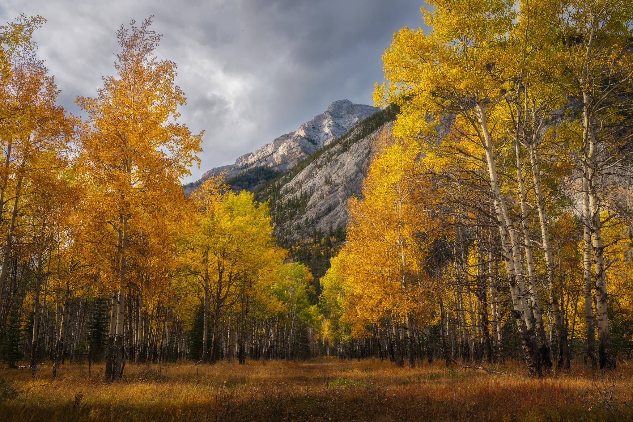 Golden Grove landscape photography print