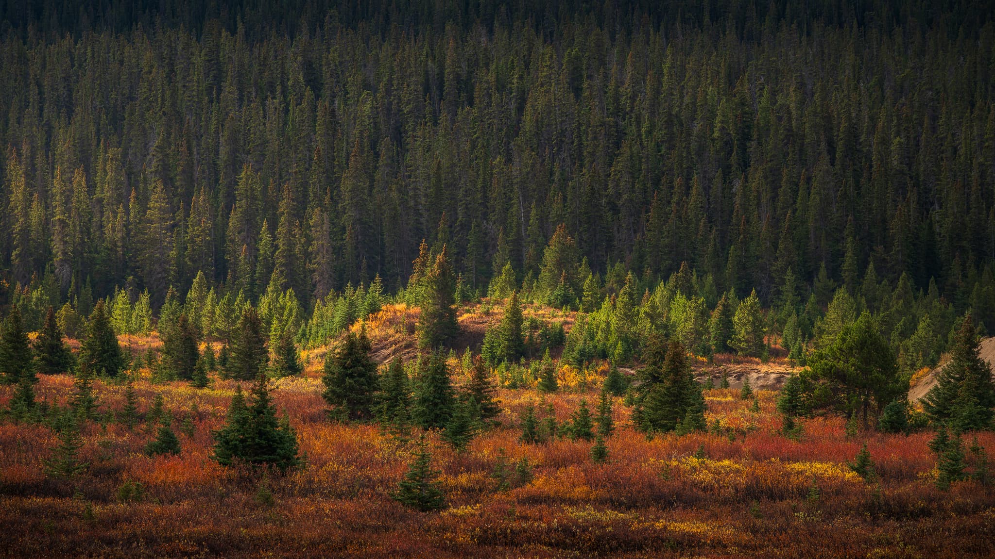 Autumn Pines landscape photography print