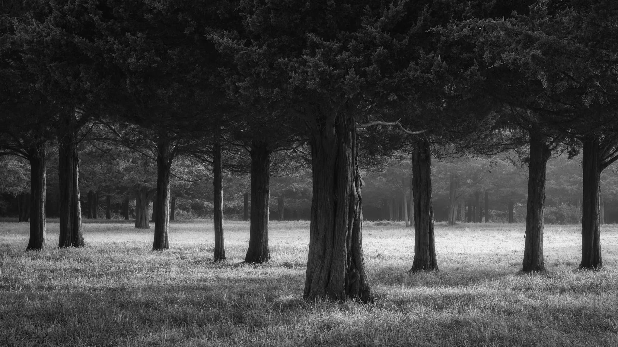 Copse landscape photography print