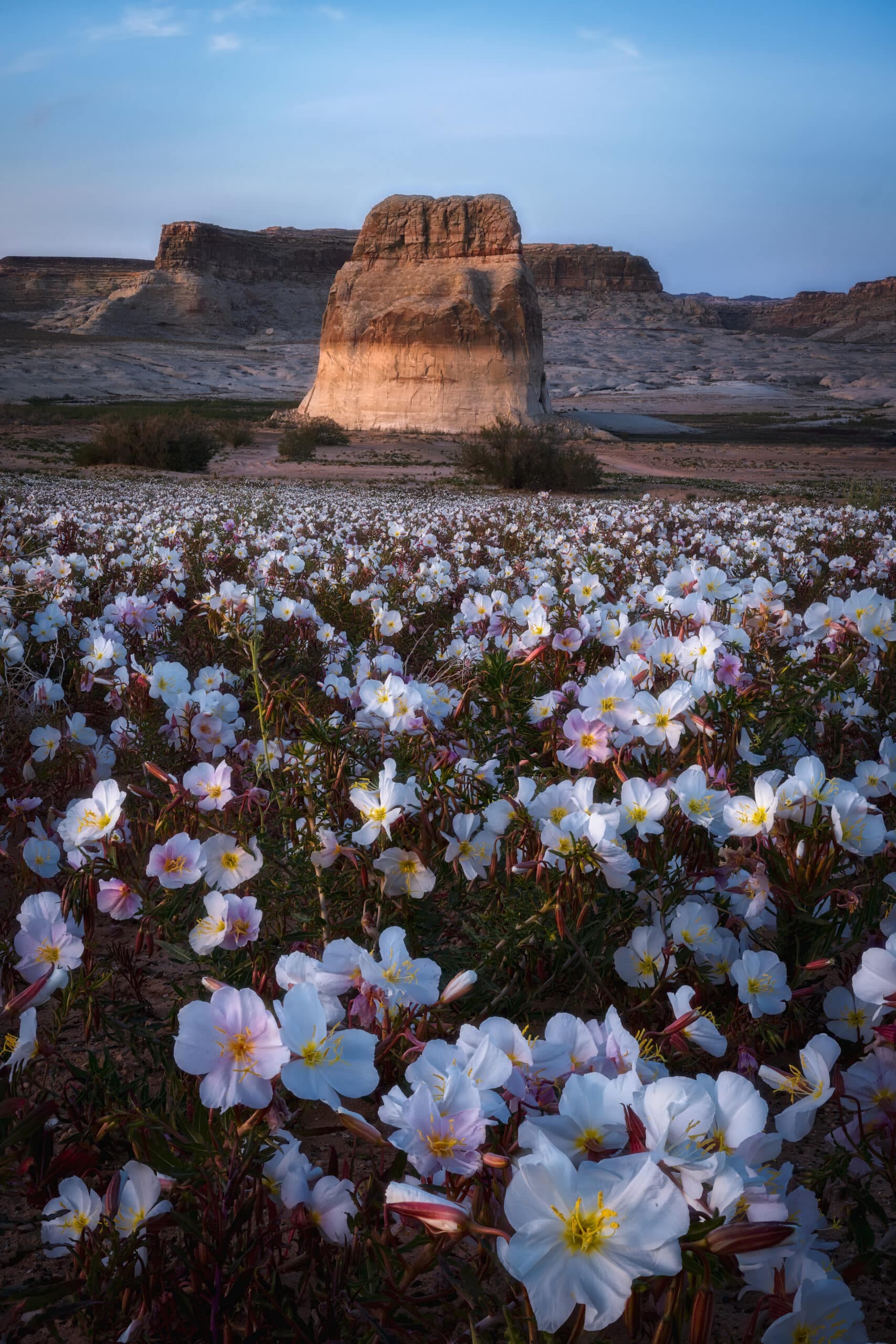 Desert Bloom landscape photography print