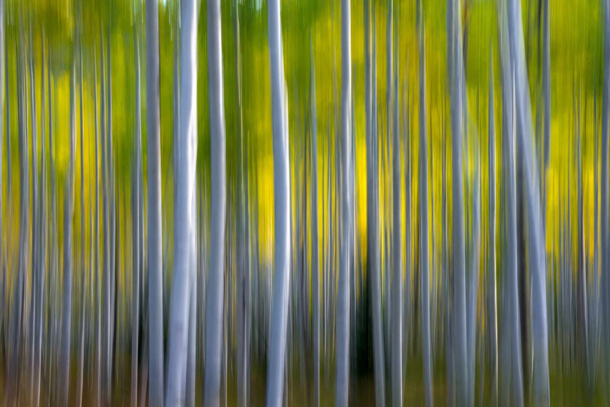 Intentional landscape photography print