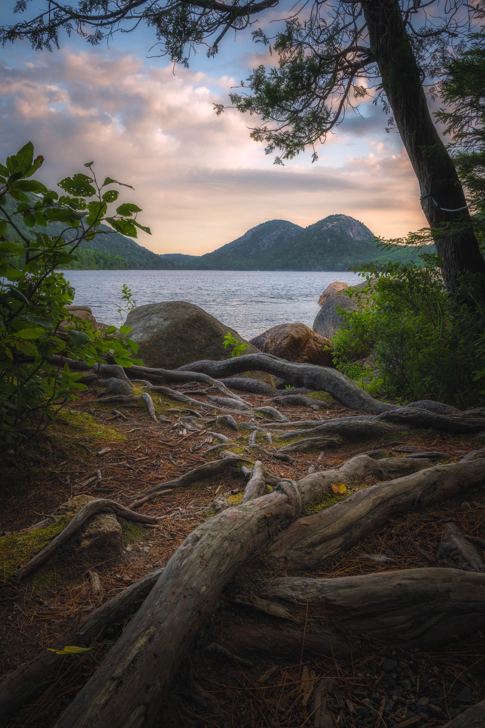 Roots of Acadia landscape photography print