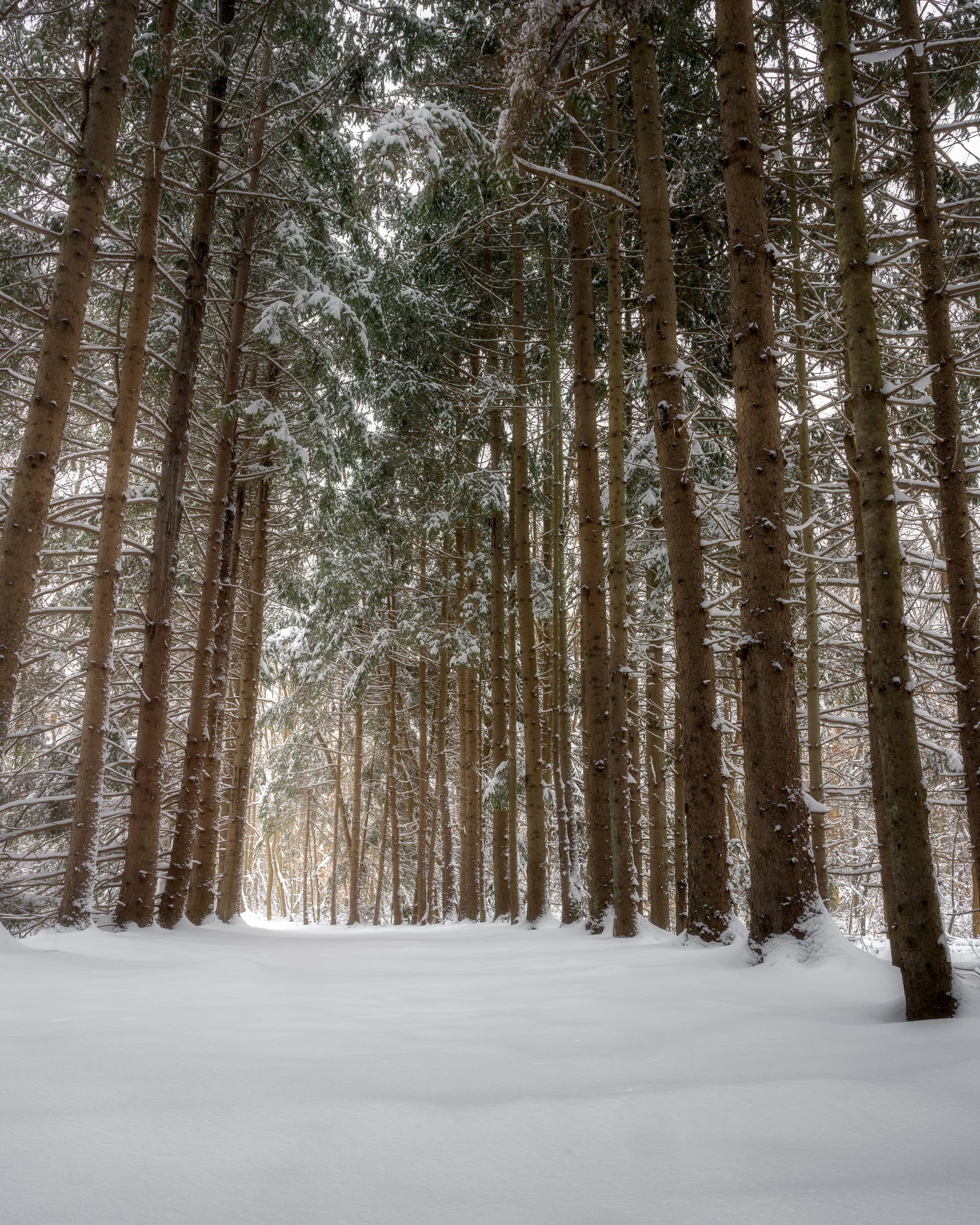Spruce Row landscape photography print
