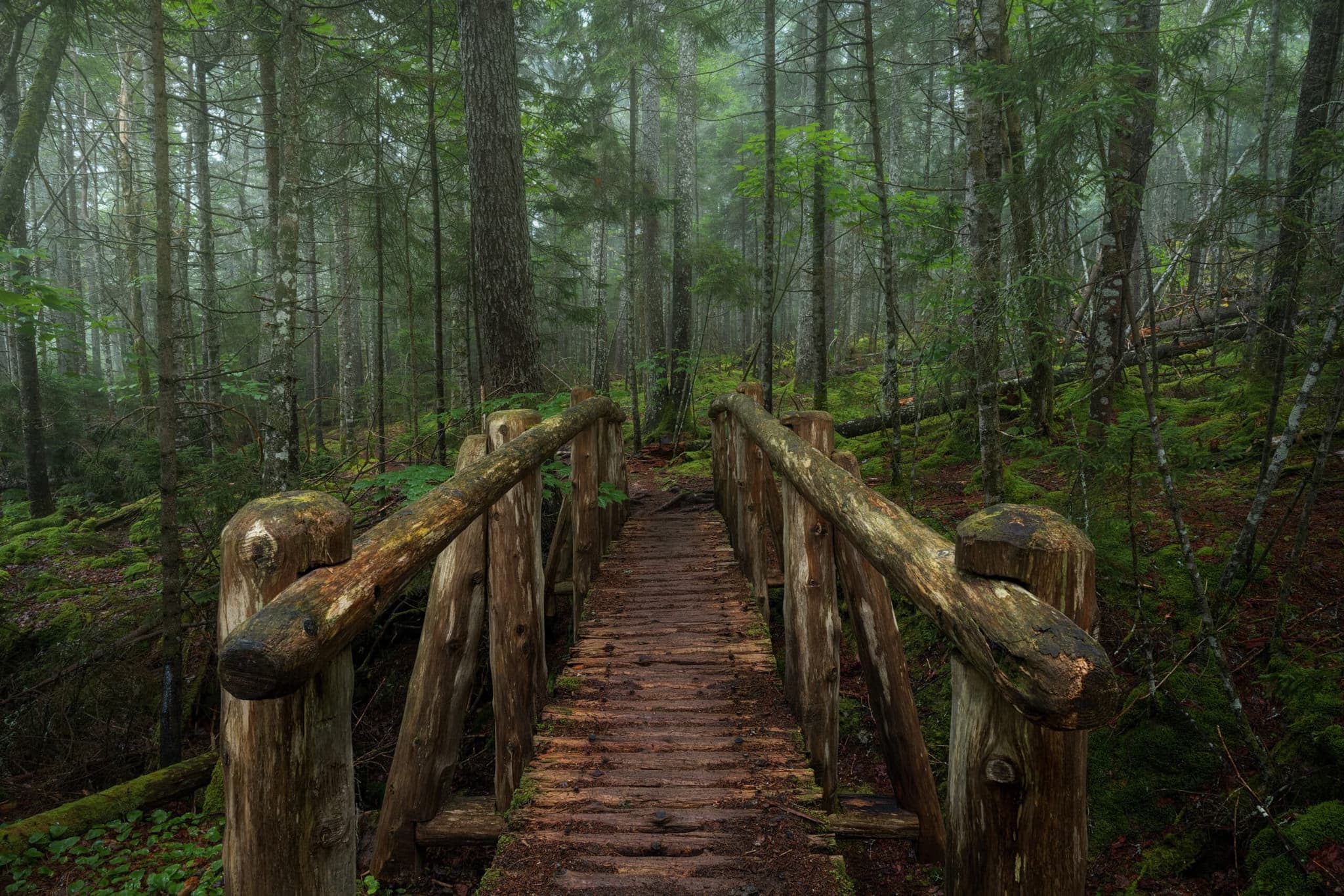 Verdant landscape photography print