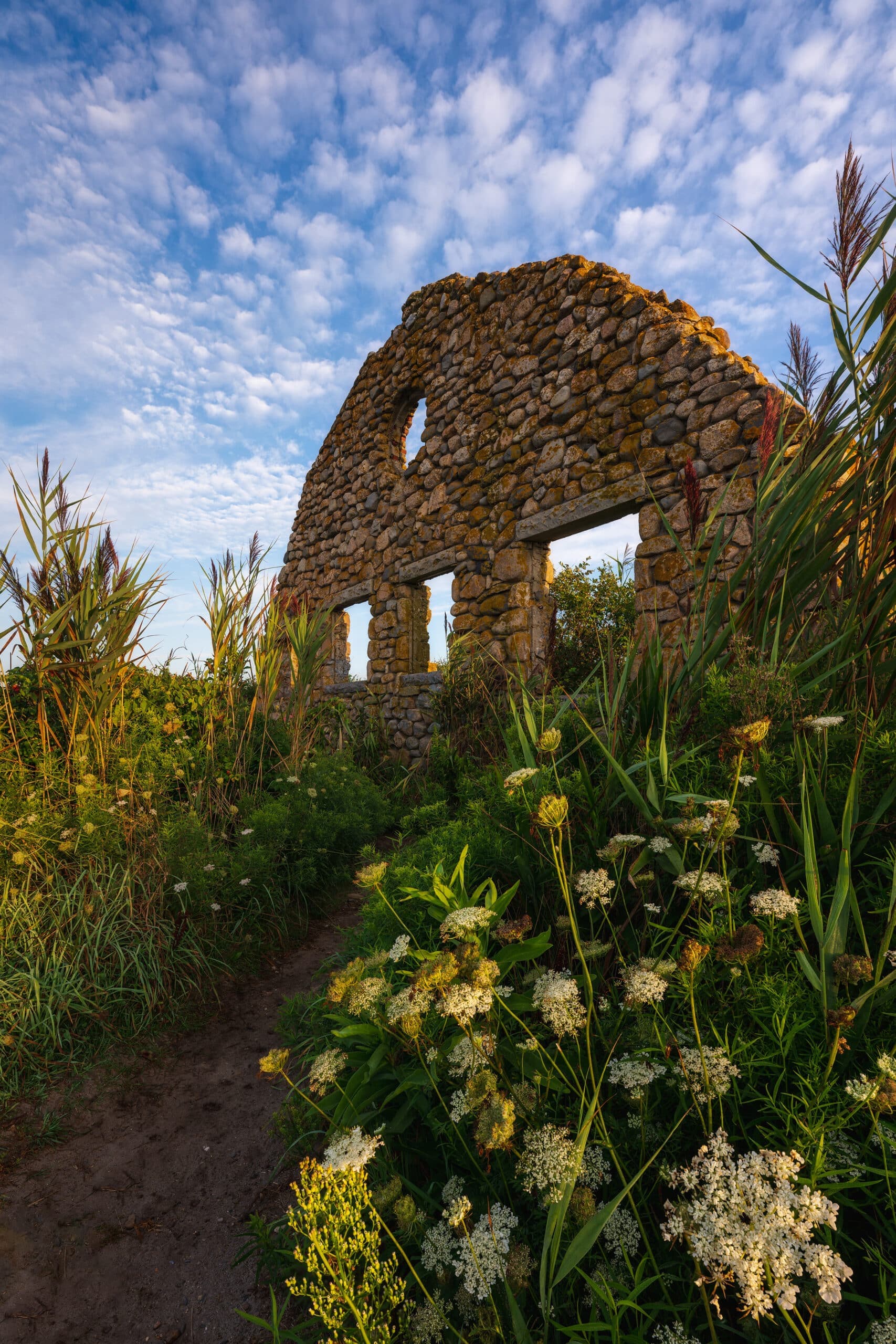 Windswept Bloom landscape photography print