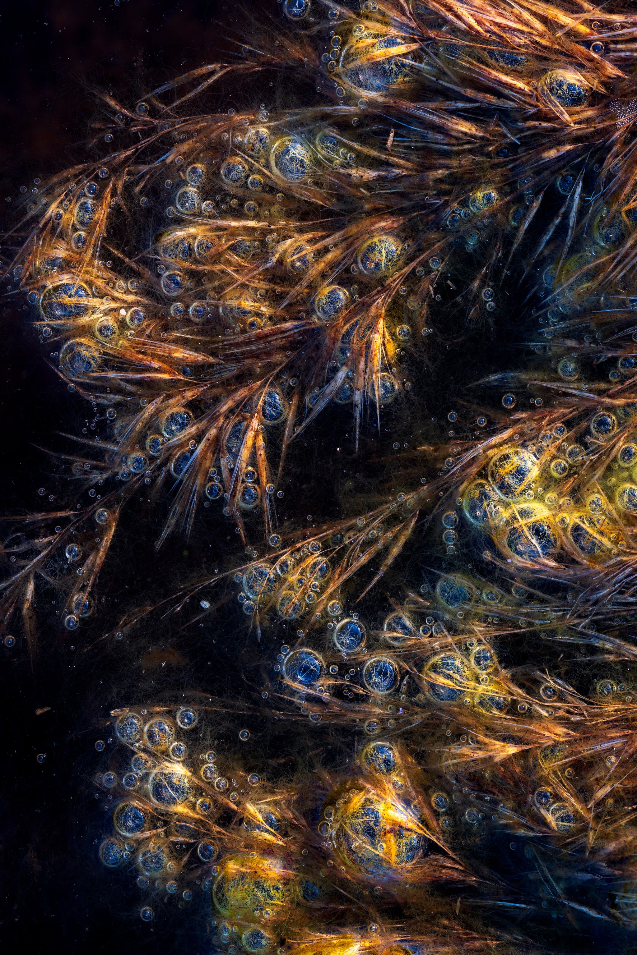 Bubbles #1 landscape photography print