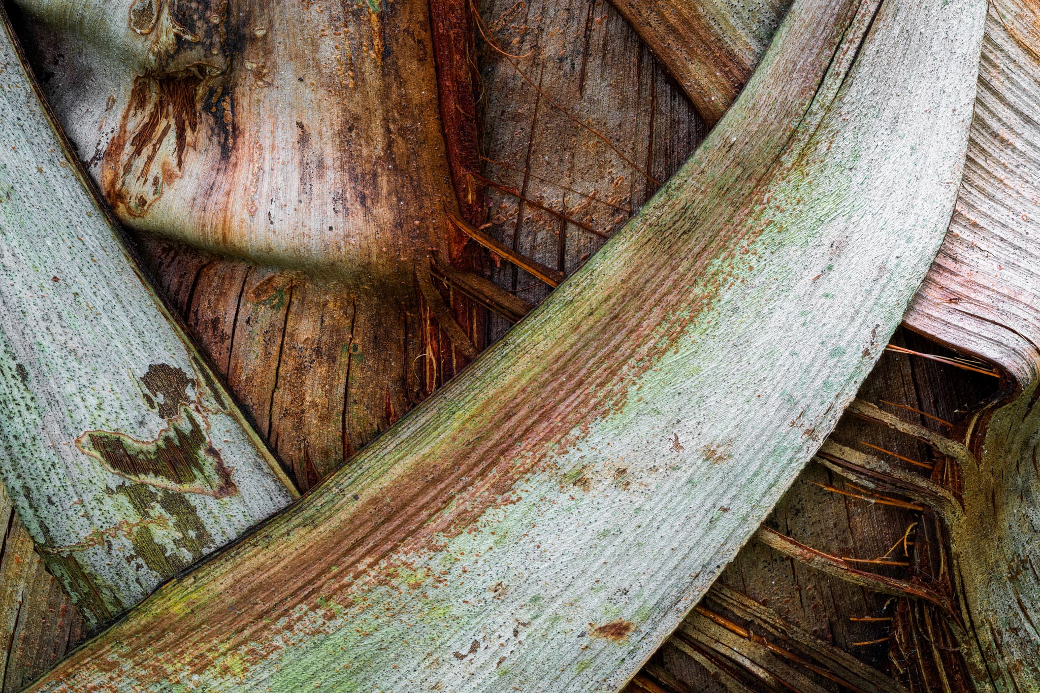 Palm Strata landscape photography print