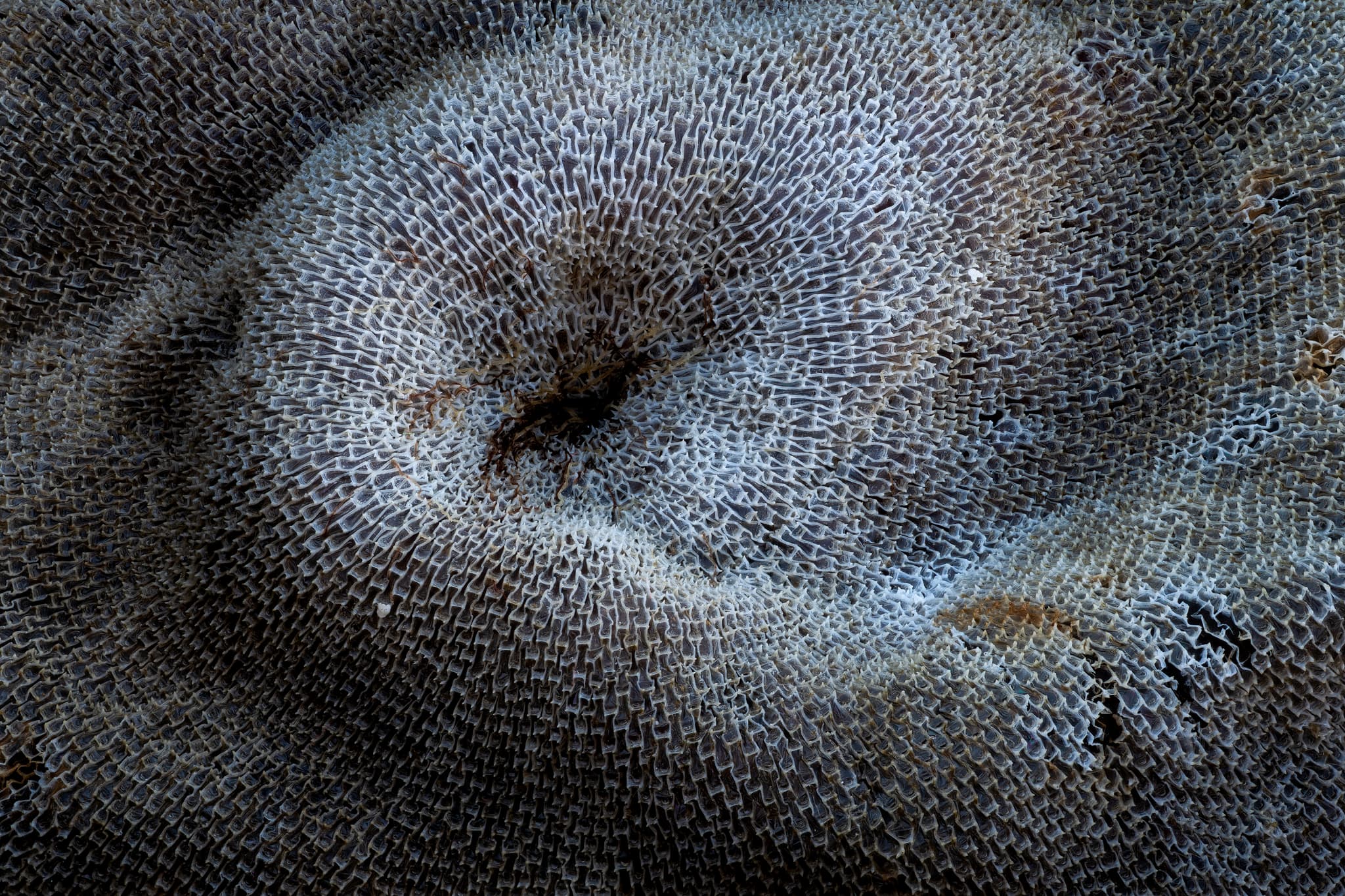 Byrozoan landscape photography print