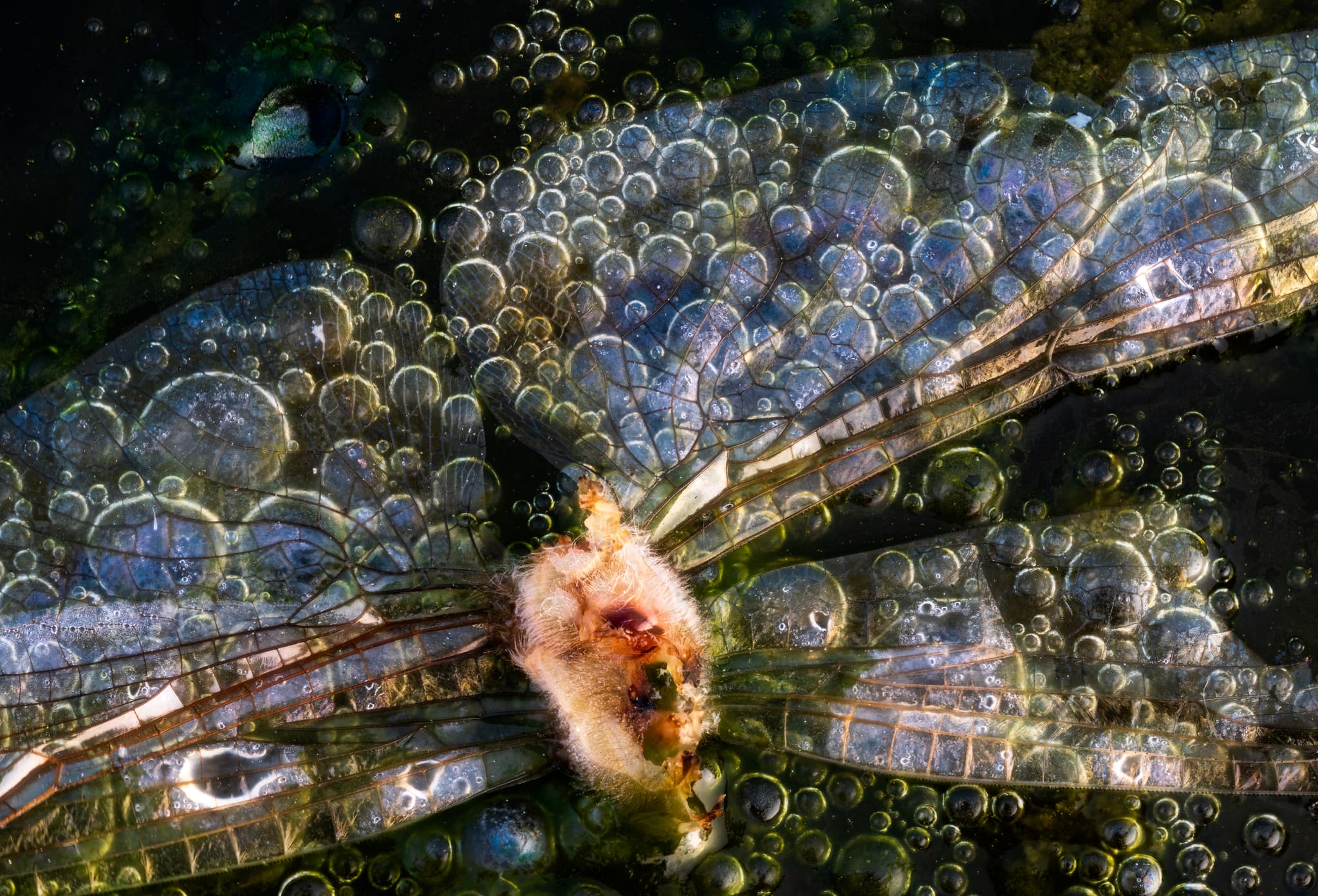 Veined Glass landscape photography print