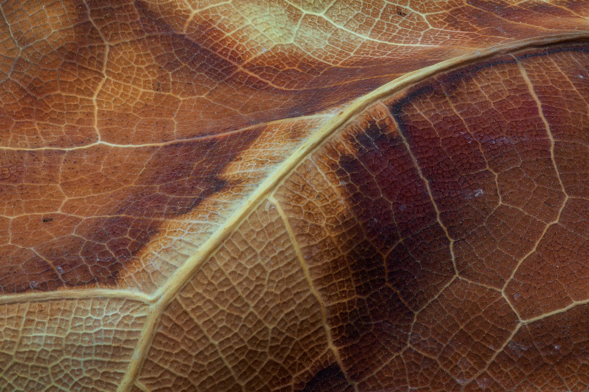 Withered landscape photography print