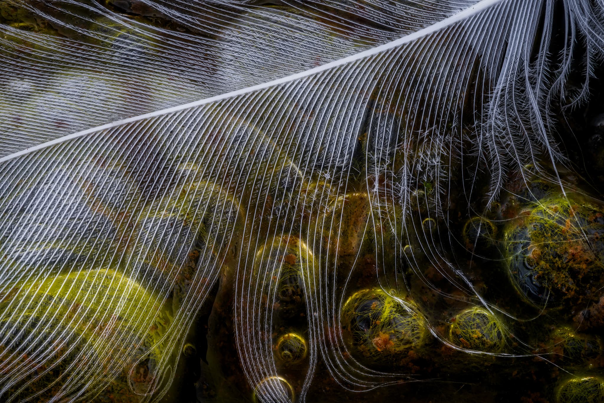 Gossamer landscape photography print