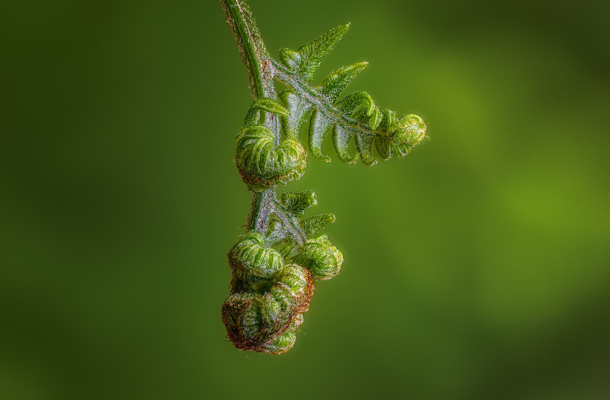 Unfurling landscape photography print