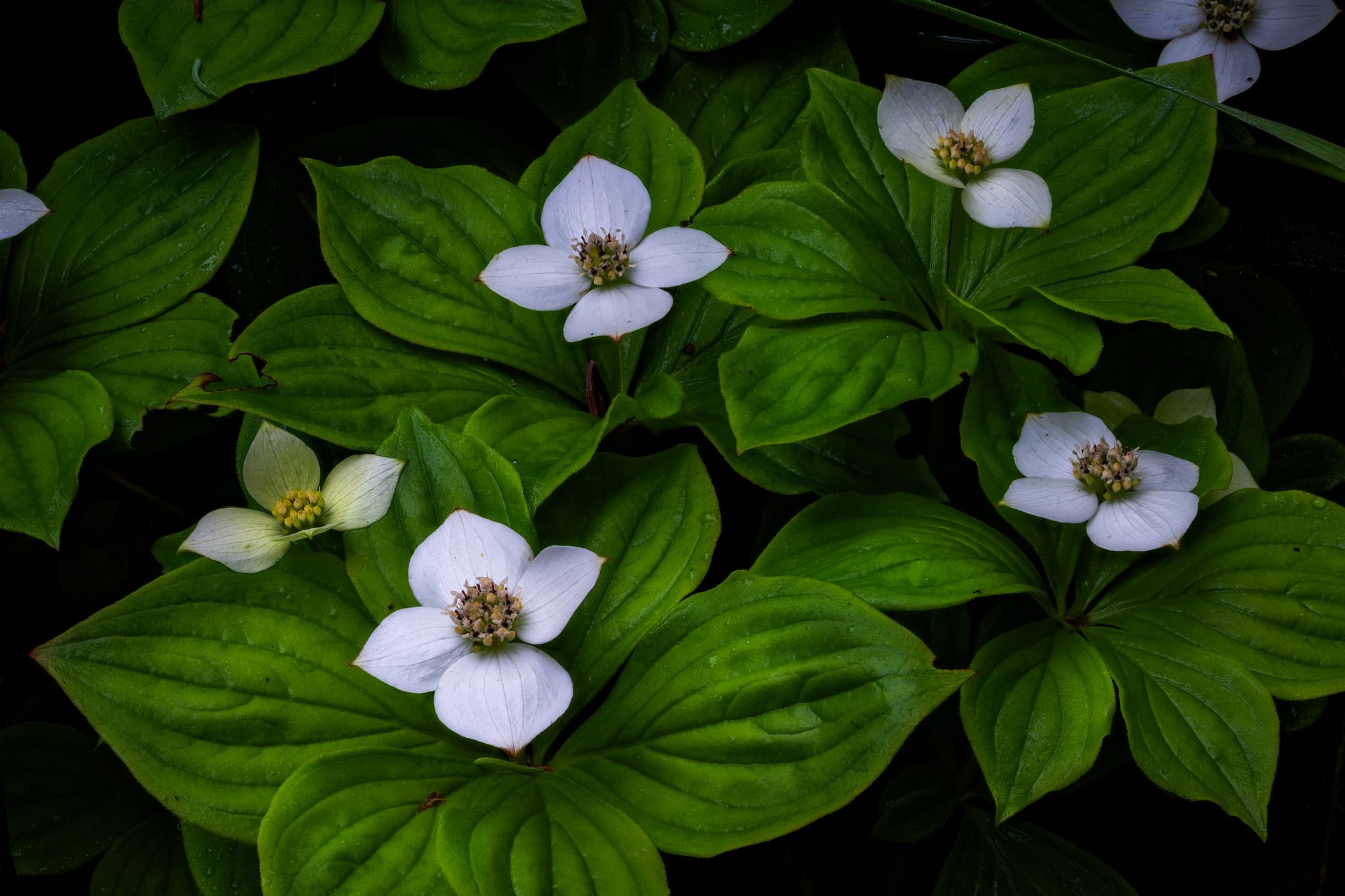 Bunchberry landscape photography print