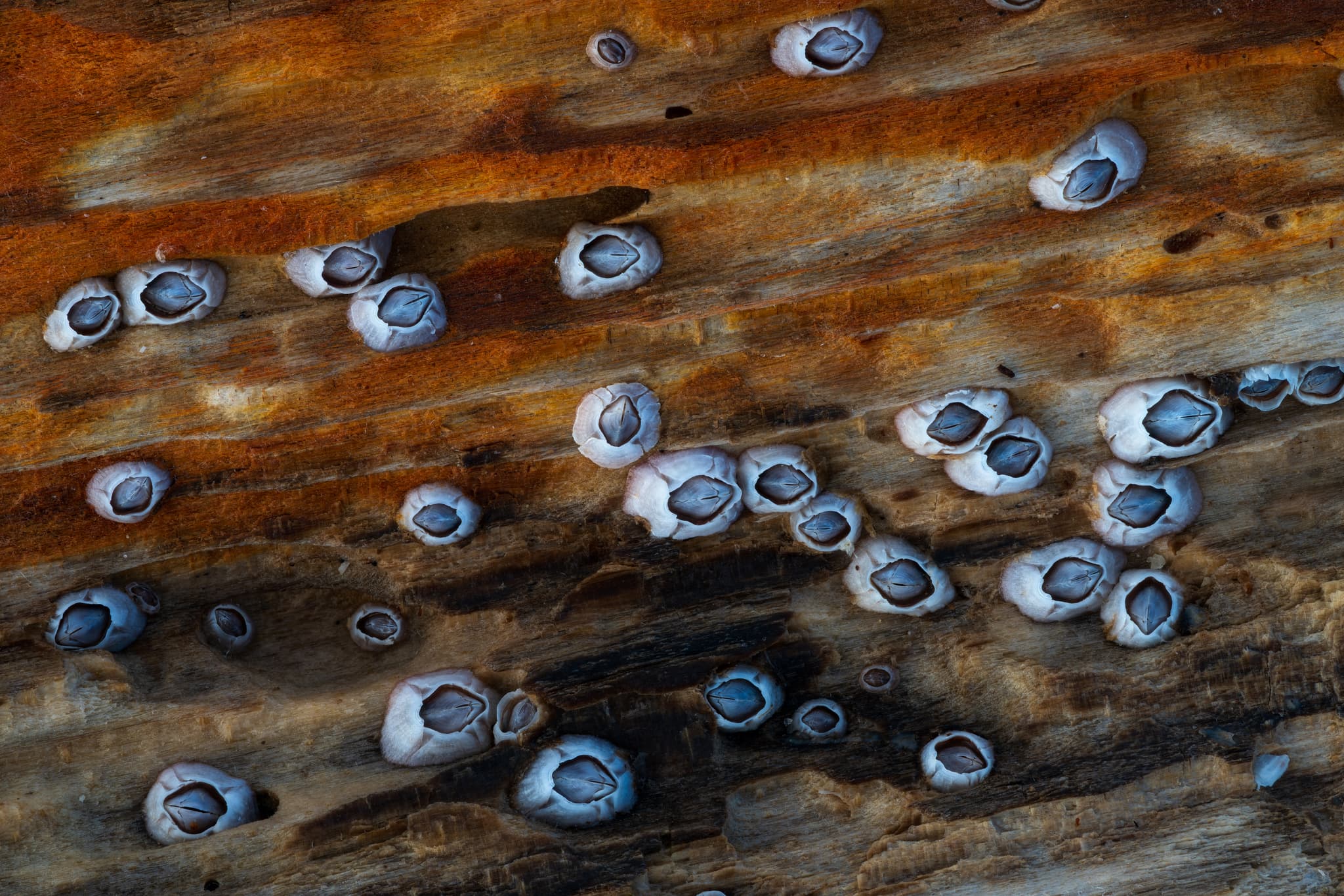 Colonized landscape photography print