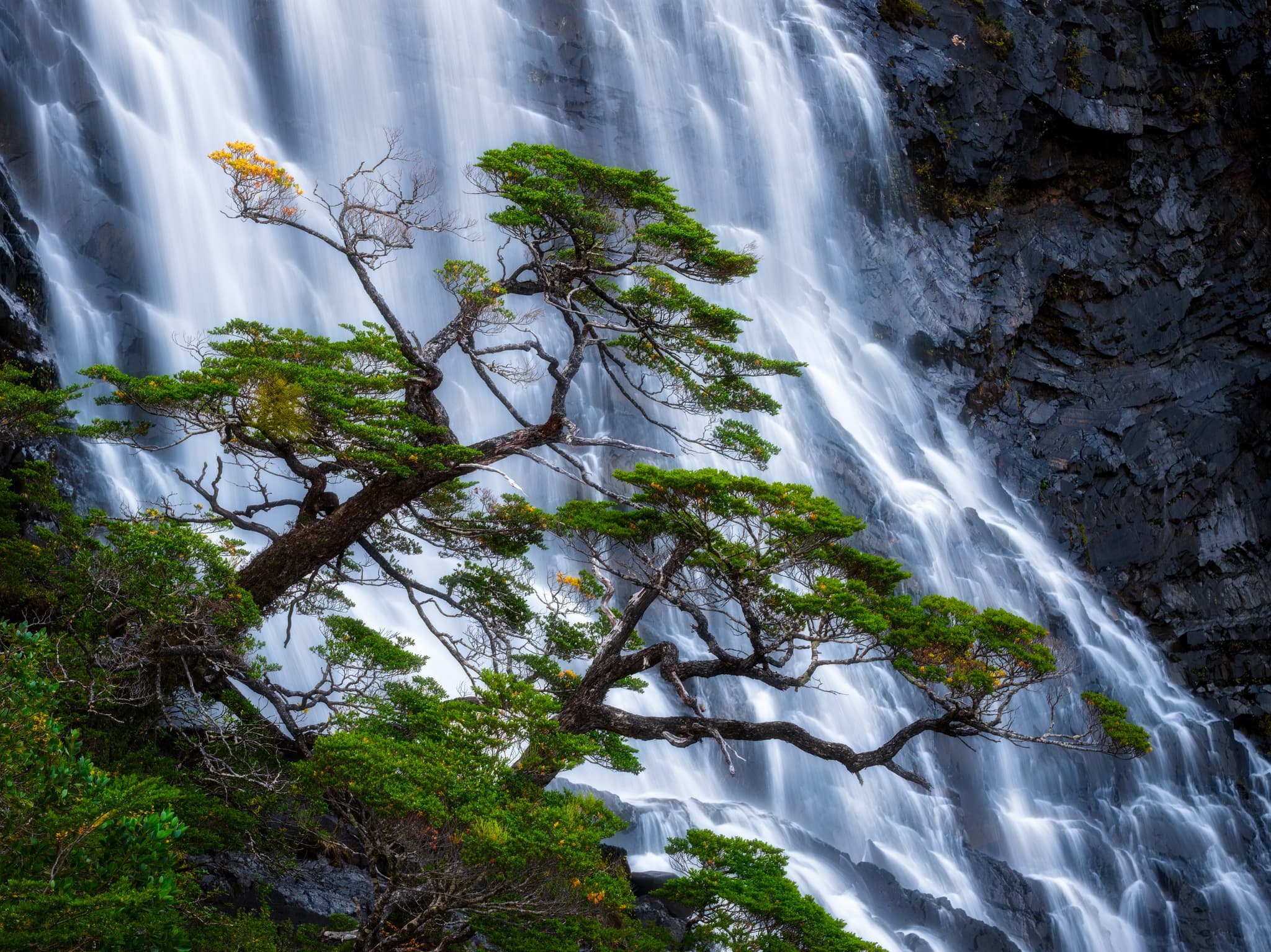 Coigüe landscape photography print