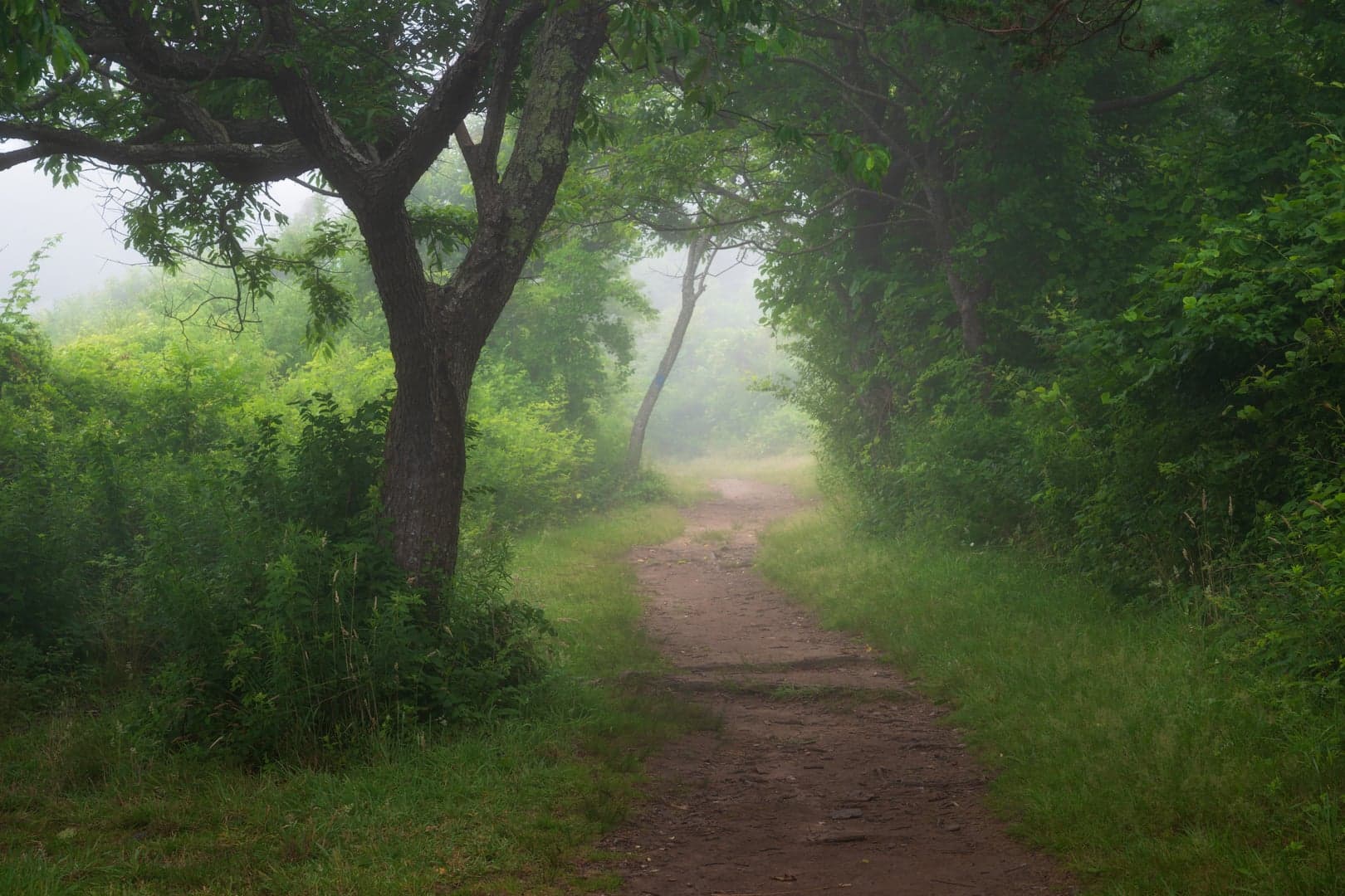 Beautiful green trees in nature